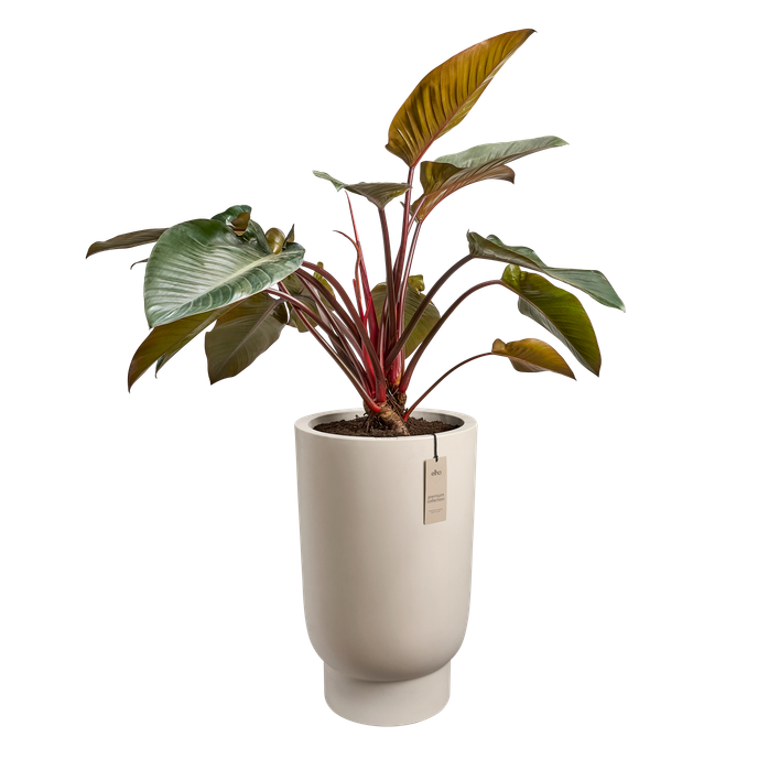 amber grail high 47cm balanced beige